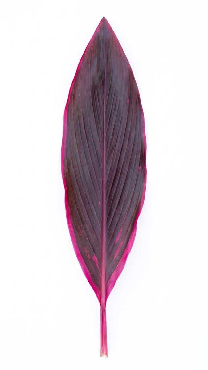 Mahatma foliage